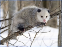 http://www.bio-faq.ru/zoo/12/11_02.jpg